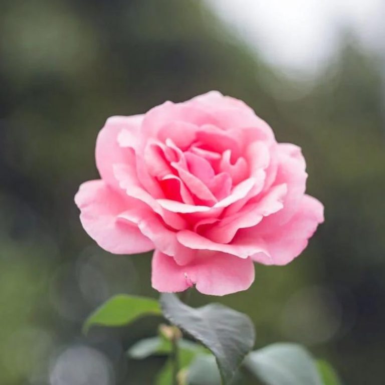 Факти за българското розово масло