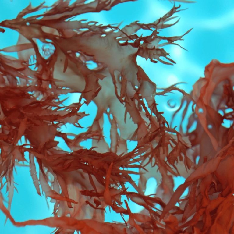 Как помагат червените морски водорасли на кожата