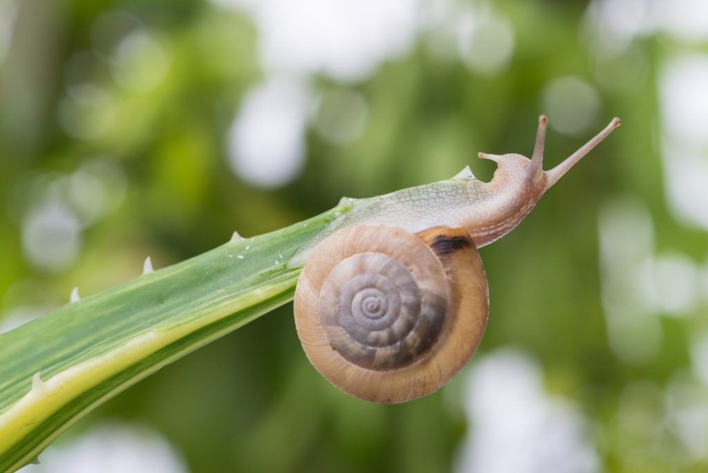 6 продукта с екстракт от охлюв в Golden-Snail и с какво ще ви помогнат