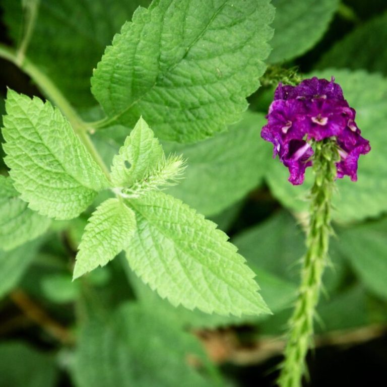 Psoralea Corylifolia - Бакучиол