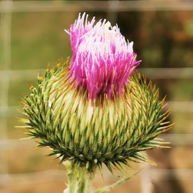 Маралов корен