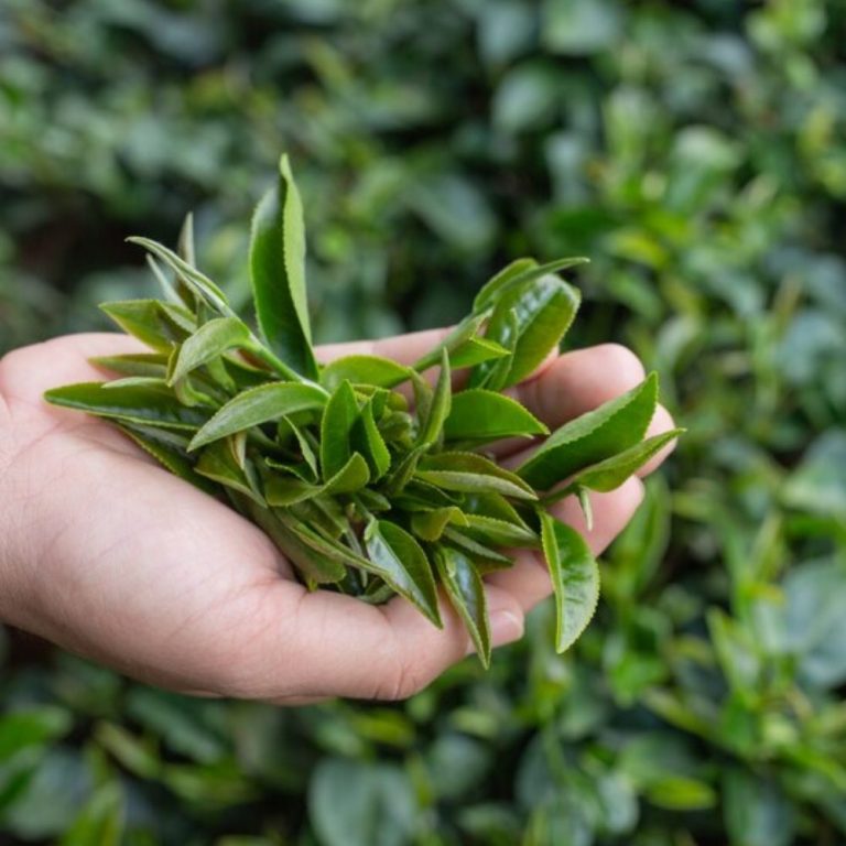 Зеленият чай в козметиката