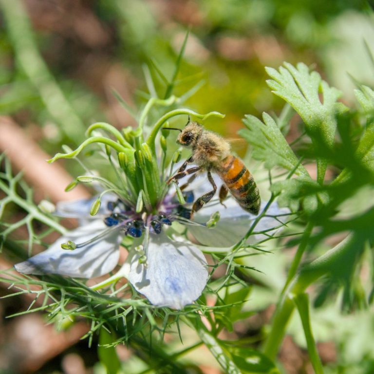 Ползите от черния кимион