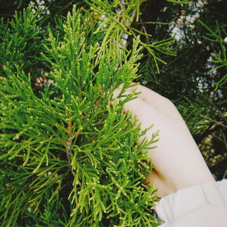 Ползите от кипарисовото масло за здравето