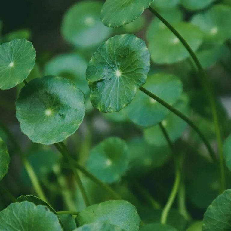 Ползите от азиатската центела