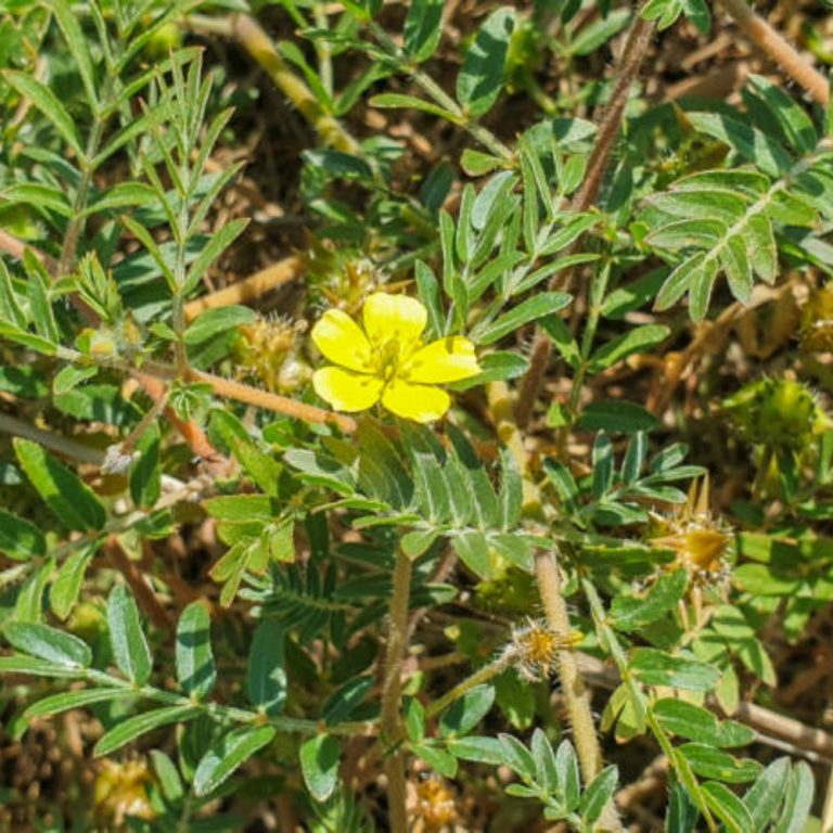 Бабини зъби в полза за здравето