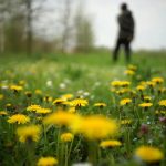 Глухарчето в полза на здравето и красотата