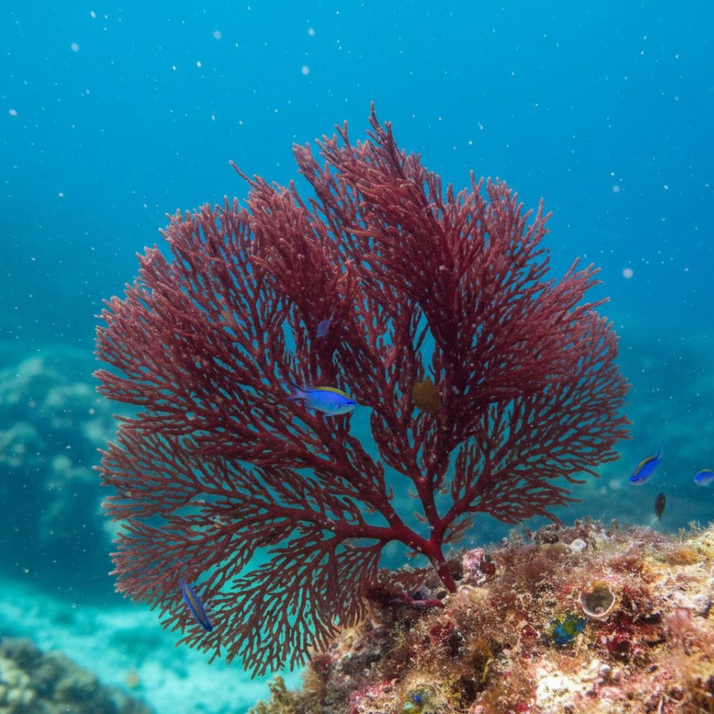 Тайната на „заразното стареене“: Как червените водорасли спират времето за кожата след 35