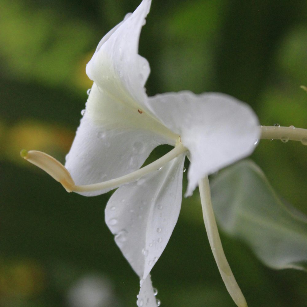 Сакадикиум