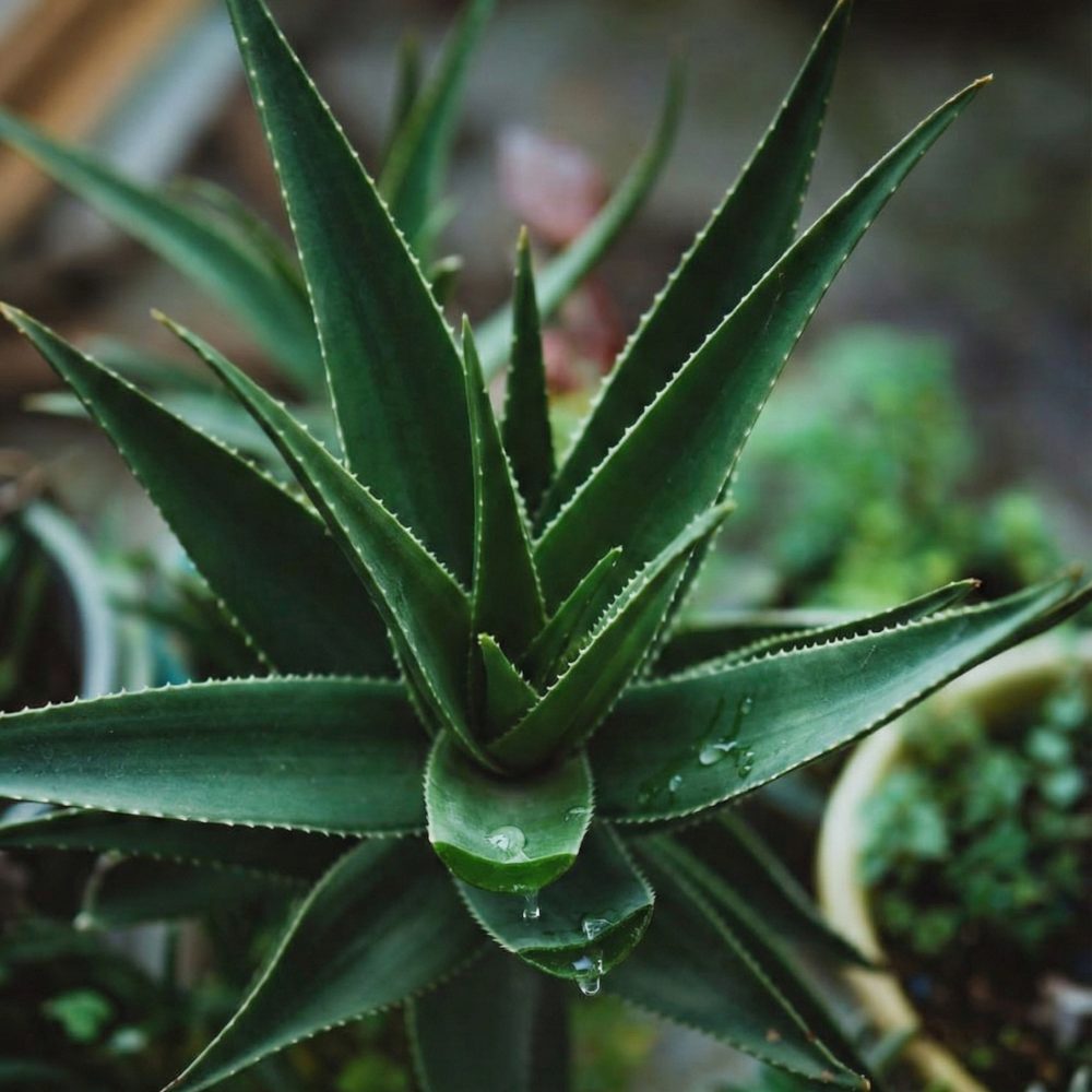 Алое Вера и науката за дълголетието на кожата: Защо „просто хидратация“ вече не е достатъчна след 35?